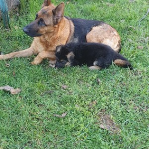 Njemački ovčar krupni štenci-ženke-