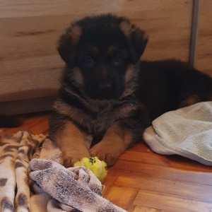 Njemački ovčar krupni štenci-ženke-