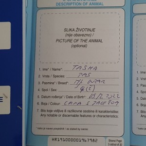 Njemački ovčar krupni štenci-ženke-