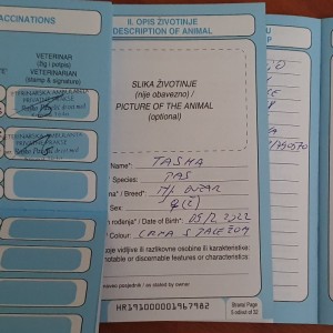 Njemački ovčar krupni štenci-ženke-