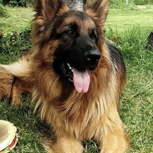 Njemački ovčar krupni štenci-ženke-