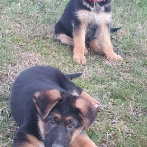 Njemački ovčar krupni štenci-ženke-