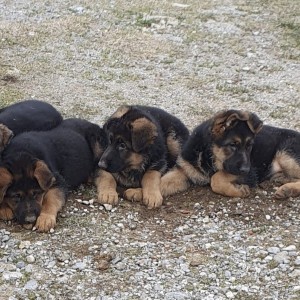Njemački ovčar krupni štenci-ženke-