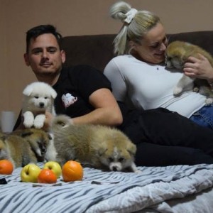 Akita inu, štenci