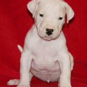Dogo argentino i bulterijer stenci