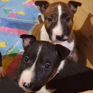 Dogo argentino i bulterijer stenci