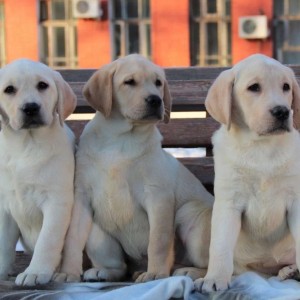 Labrador i Zlatni retriver stenci