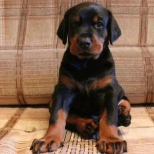 Doberman i Rotvajler stenci