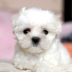 Mini maltezer štenci