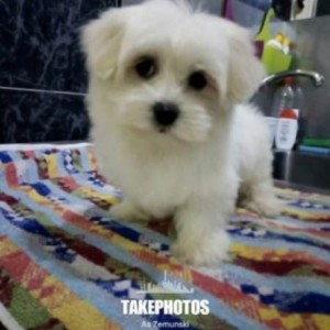 Mini maltezer štenci