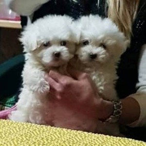 Mini maltezer štenci