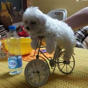 Mini maltezer štenci