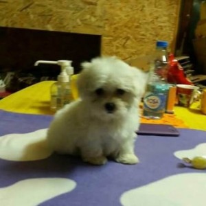 Mini maltezer štenci