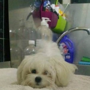 Mini maltezer štenci