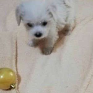 Mini maltezer štenci