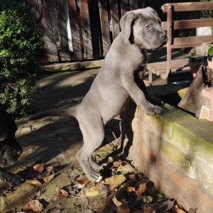 Cane Corso štenci