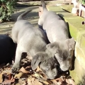 Cane Corso štenci
