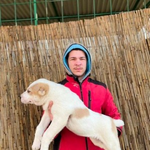 Srednjeazijski ovčar (Azijat) štenci