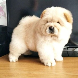 Chow Chow i Vajmarski Pticar stenci