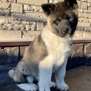 Americka Akita i Japanska Akita stenci