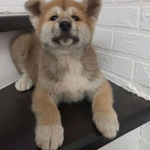 Americka Akita i Japanska Akita stenci