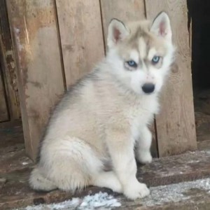 Sibirski Haski i Samojed stenci