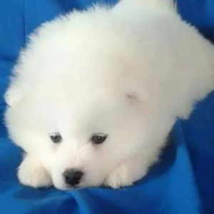 Sibirski Haski i Samojed stenci