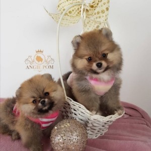 Teddy Bear Pomeranac