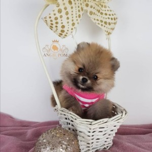 Teddy Bear Pomeranac
