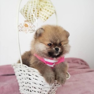 Teddy Bear Pomeranac