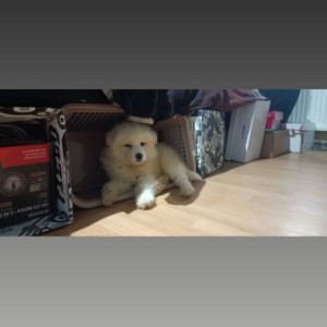 Sibirski samojed