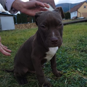 Američki pit bul terijer ŠTENCI