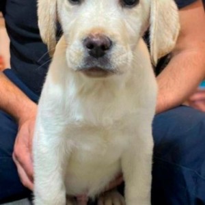 Labrador štenci