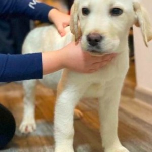 Labrador štenci