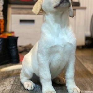 Labrador štenci