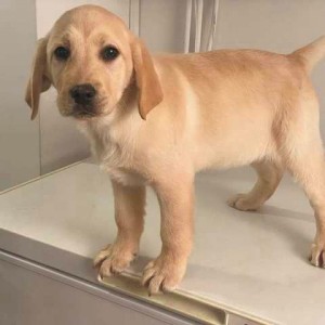 Labrador štenci