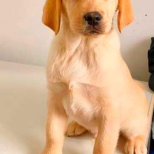Labrador štenci