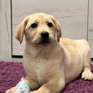 Labrador štenci
