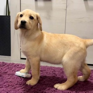 Labrador štenci