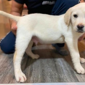 Labrador štenci