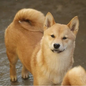 Shiba inu