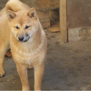 Shiba inu