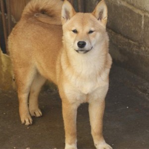 Shiba inu