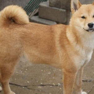 Shiba inu