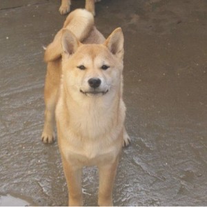 Shiba inu