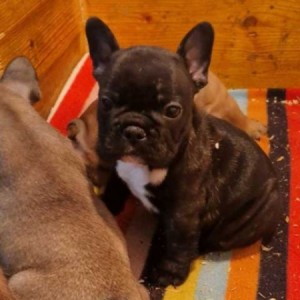 Francuski buldog štenci
