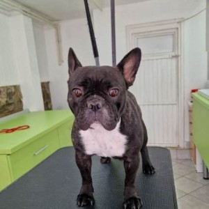 Francuski buldog štenci