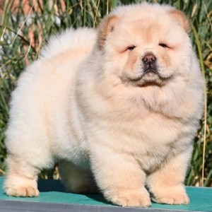 Chow Chow Cau Cau Čau Čau