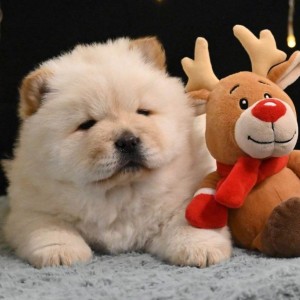 Chow Chow Cau Cau Čau Čau