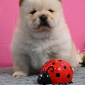 Chow Chow Cau Cau Čau Čau
